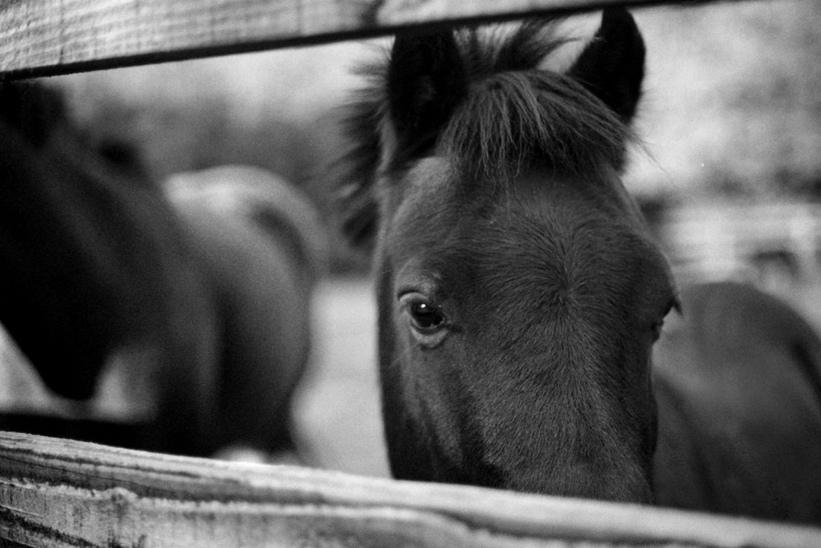 Equestrian at Mount Juliet