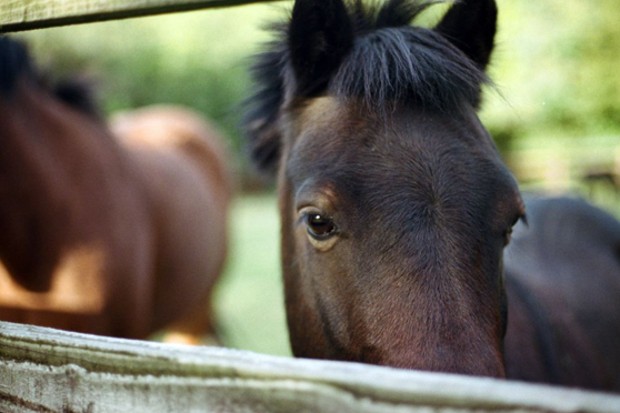 Saddle Up In Hunter’s Yard
