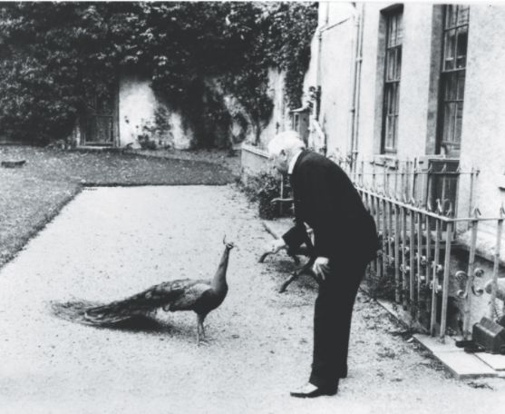 A peacock getting fed at Mount Juliet Estate