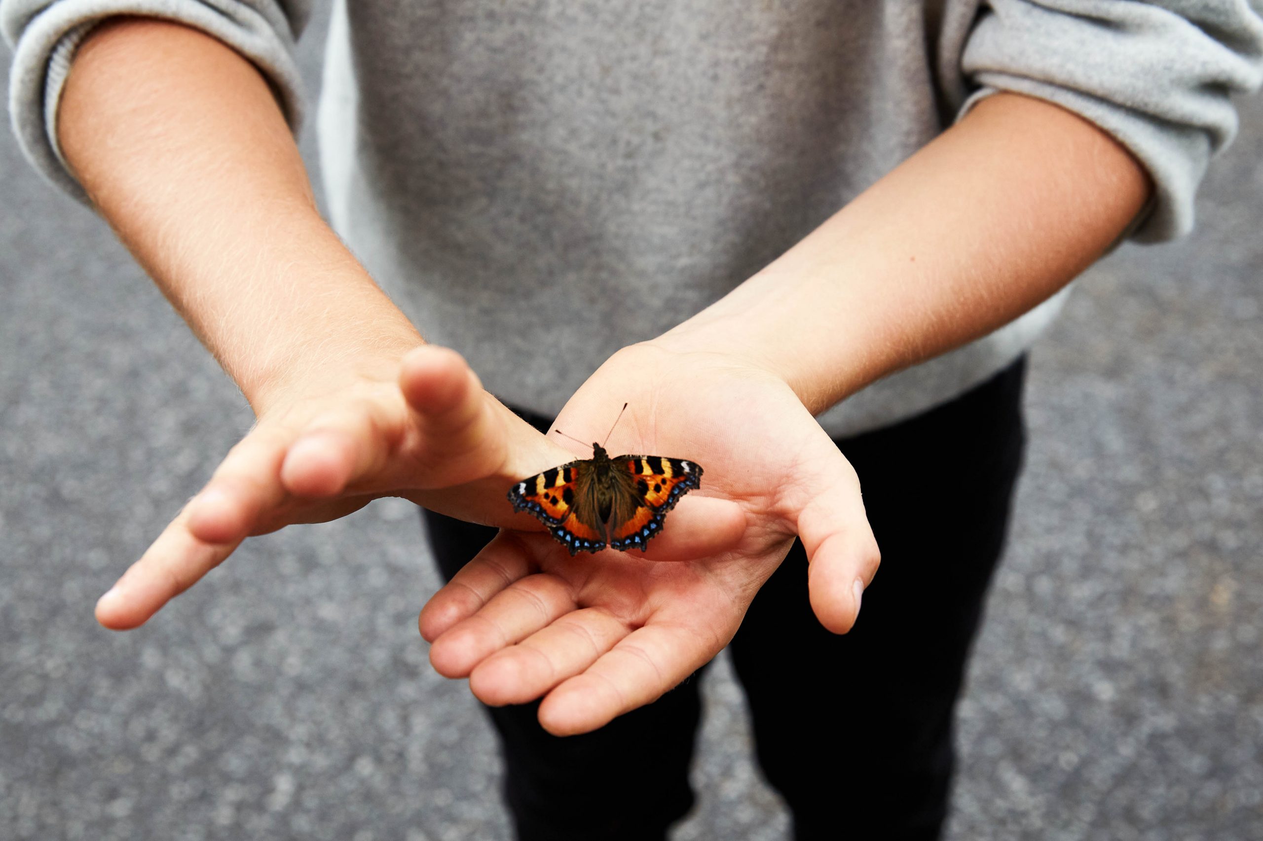 butterfly in the hand of a child