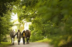 Couple walking with horses on grounds of Mount Juliet Estate