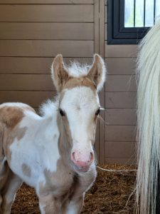 Young foal in stables